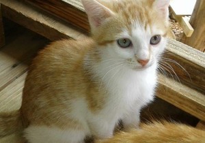 Bubbly & Flora - Female Kittens up for Adoption