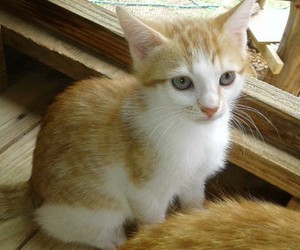 Bubbly & Flora - Female Kittens up for Adoption