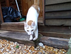 Crivens & Feegle - Male Cats up for Adoption