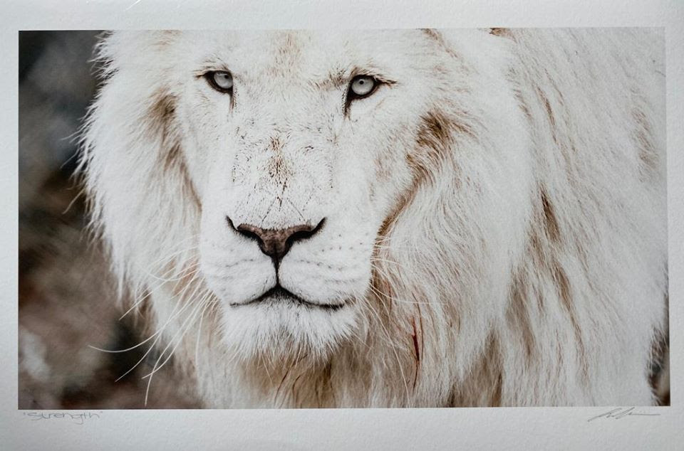 panthera sanctuary stanford