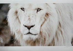 Online Fundraising Auction