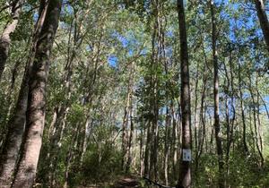 New MTB Trails Opening - 16 December 2019