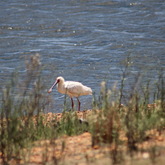 Nuwejaars Special Management Area