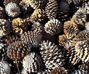 Produkte Beskikbaar by Fynbos Pole Depot Bredasdorp