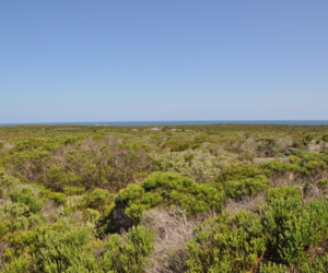 1200 m² Residential Vacant Land For Sale In Romansbaai Estate