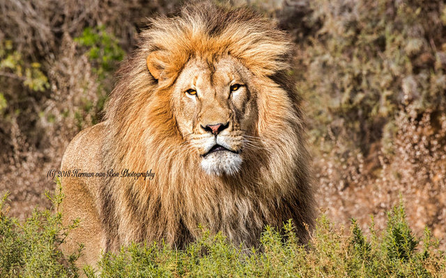 30may18king9_1542796808_1576758980