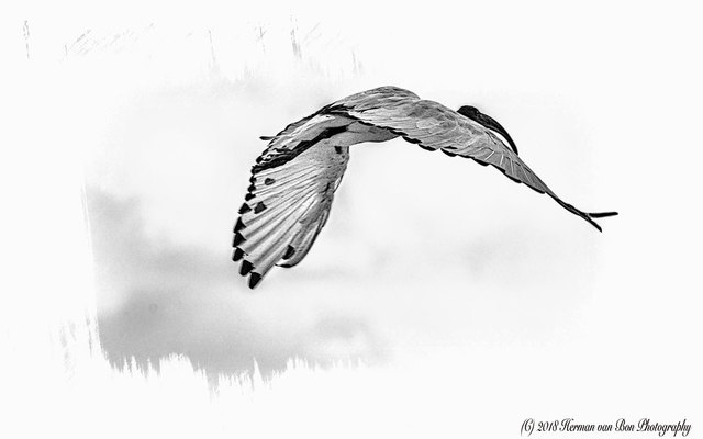 photographic_in_flight_1542797143_1576758980