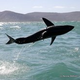 great white sharks Marine Dynamics