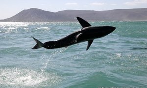great white sharks Marine Dynamics