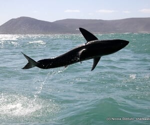 great white sharks Marine Dynamics