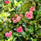 Garden - La Trattoria - Stanford