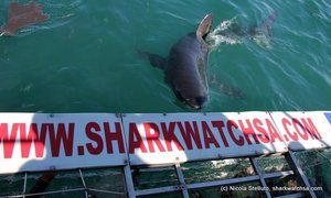 great white sharks Marine Dynamics