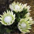 Flowers - Napier Flowers - Napier