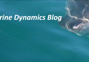 Daily Blog 24 December 2019 | Shark Diving Gansbaai