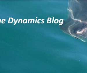 Daily Blog 24 December 2019 | Shark Diving Gansbaai