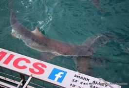 Daily Blog 07 January 2020 | Shark Cage Diving Gansbaai