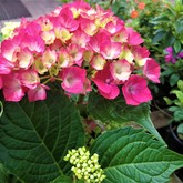 Nursery - Groeneweide Restaurant - Gansbaai