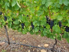 Are you ready for Welgesind's flavoursome Shiraz?