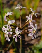 Pelargonium Triste: The not-so-dull flower