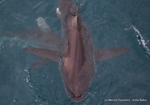 Daily Blog 22 January 2020 | White Shark Diving in South Africa