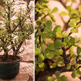 Gansbaai - Blue Goose -  Spek Tree