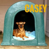 Casey - BARC Animal Welfare - Gansbaai