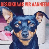 Dog up for adoption - BARC Animal Welfare - Gansbaai