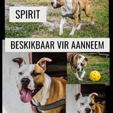 Spirit - BARC Animal Welfare - Gansbaai