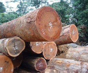 5 Fun Facts About Trees