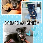 Luca Adopted - BARC Animal Welfare - Gansbaai