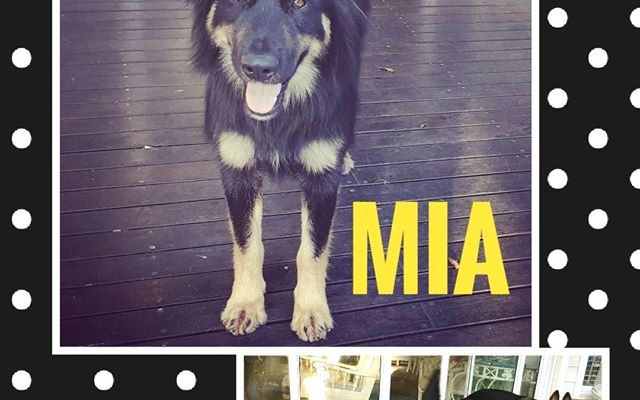 85040572_2469763986467090_1087748386662121472_o_1581314516