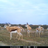 Bredasdorp - Nuwejaars Wetlands Special Management Area - Springboks