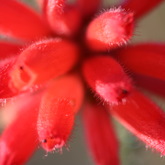 Bredasdorp - Nuwejaars Wetlands Special Management Area - Flowers