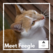 Feegle - Ginger Male Cat Up For Adoption