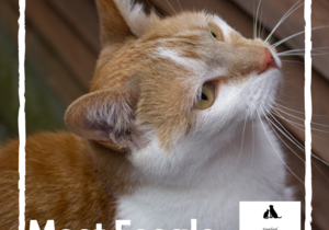 Feegle - Ginger Male Cat Up For Adoption