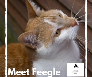 Feegle - Ginger Male Cat Up For Adoption