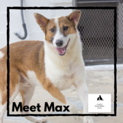 Max - Male Collie Mixed Breed Up For Adoption