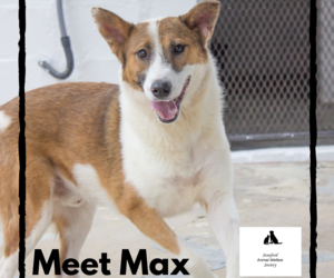 Max - Male Collie Mixed Breed Up For Adoption