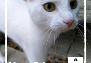 Crivens - Ginger Male Cat Up For Adoption