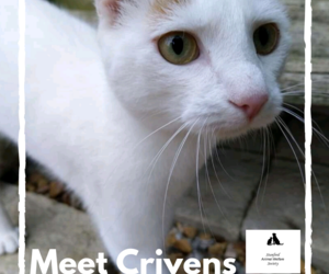 Crivens - Ginger Male Cat Up For Adoption