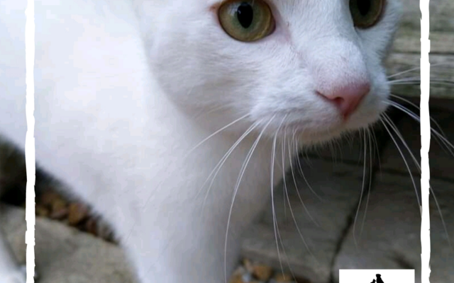 tSBeqalA_1581518279 tSBeqalA_1581518279