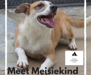 Meisiekind - Female Mixed Breed Dog