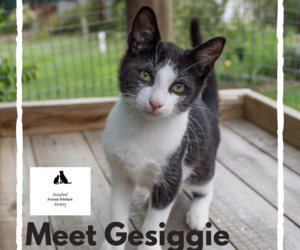 Gesiggie - Black & White Male Kitten Up For Adoption