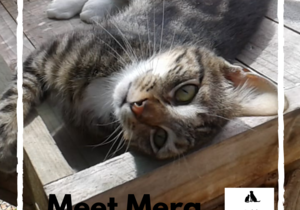 Mera - Tabby Female Cat Up For Adoption