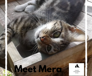 Mera - Tabby Female Cat Up For Adoption