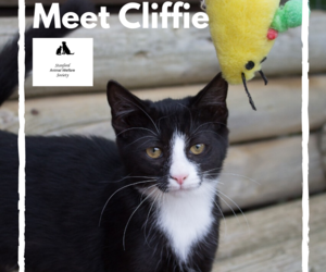 Cliffie - Black & White Female Kitten Up For Adoption