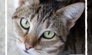 Bandit - Tabby Female Cat Up For Adoption