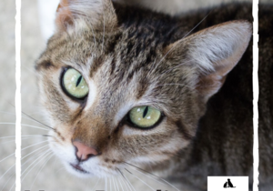 Bandit - Tabby Female Cat Up For Adoption