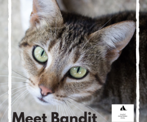 Bandit - Tabby Female Cat Up For Adoption