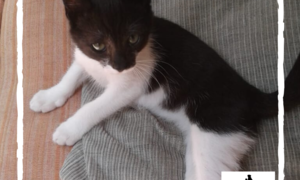 Monkey - Black & White Male Kitten Up For Adoption